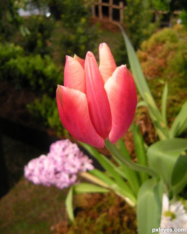 Tulip